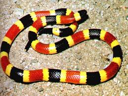 coral snake kingsnake