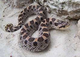southern hognose snake