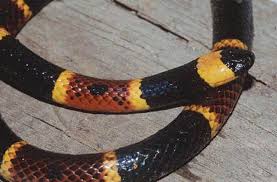 coral snake poisonous