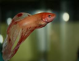 tropical fish species pictures