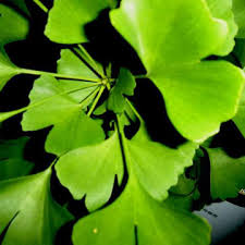 Ginkgo