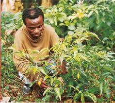 Ibogaine -- The Magic Plant