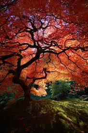 pictures maple tree