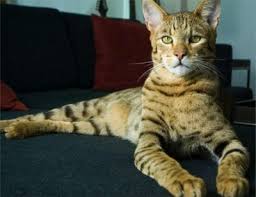tiny cat breeds