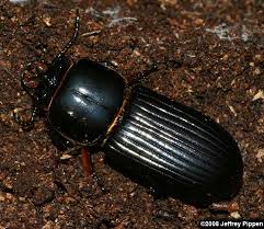large beetles