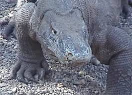 komodo dragon claws