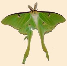 giant silkworm moth