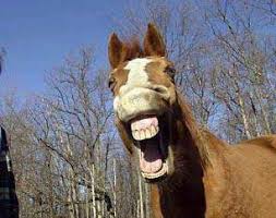 funny horse pictures