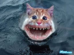 external image pyzamsharkcat.jpg