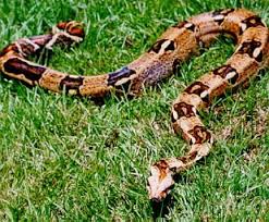 boa20constrictor.jpg