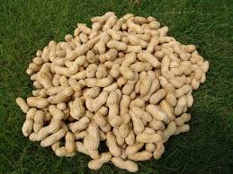 groundnut