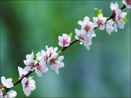 большие обои для рабочего стола