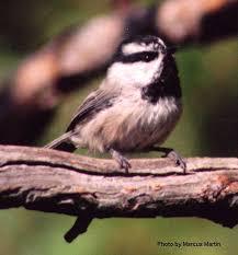 chickadee photos