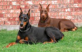 blue doberman
