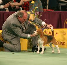 *OPEN* All Breed Show LR%2520Beagle