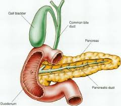 The pancreas
