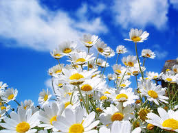 chamomile