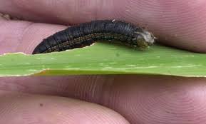 species of caterpillars