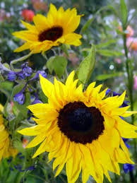 ��� ���� sunflowers