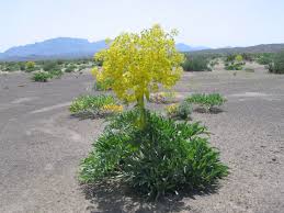 گياه آنغوزه