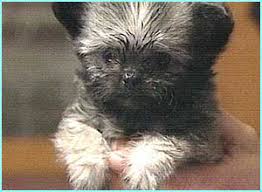 smallest dog in the world