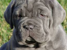 to the Neapolitan Mastiff: