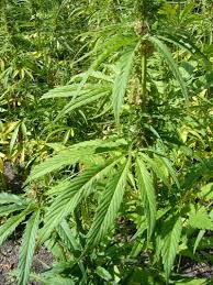 effects of marijuana