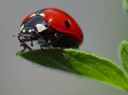 japanese lady beetle