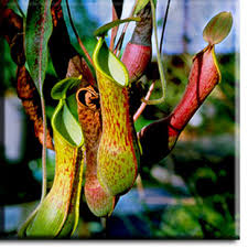 النباتات المفترسة Nepenthes-DW-4
