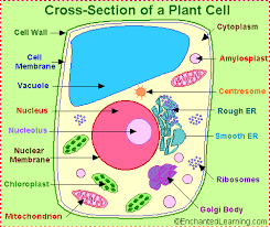 $$plant cell$