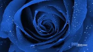 blue rose