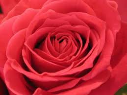 The Rose, it never stops