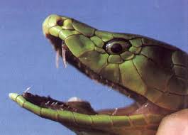 green mamba snake