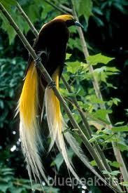 bird of paradise