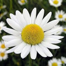 chamomile