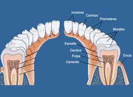 dentaduraNTnva Curiosidades del Sector Dental