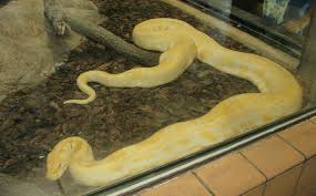 burmese python