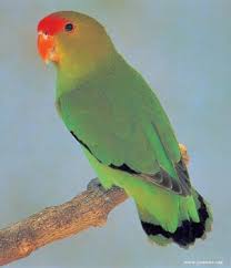 abyssinian love bird