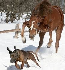 funny dogs