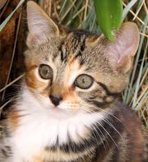 tabby