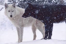white wolves