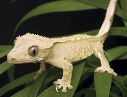 gecko lizards
