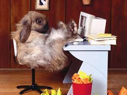 funny pictures of animals
