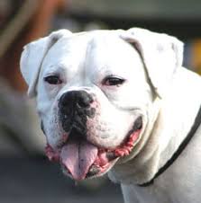 white boxer dogs