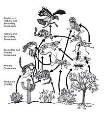 desert ecosystem