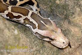 python