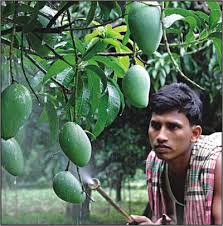 pictures mango trees