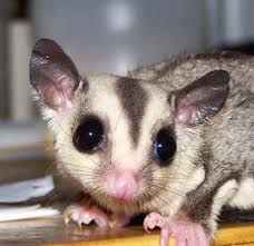 sugar gliders