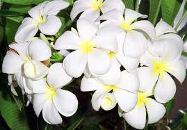 temple flower