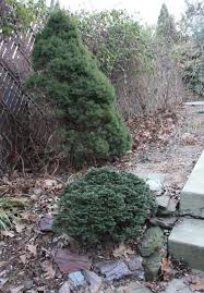 pictures dwarf shrubs